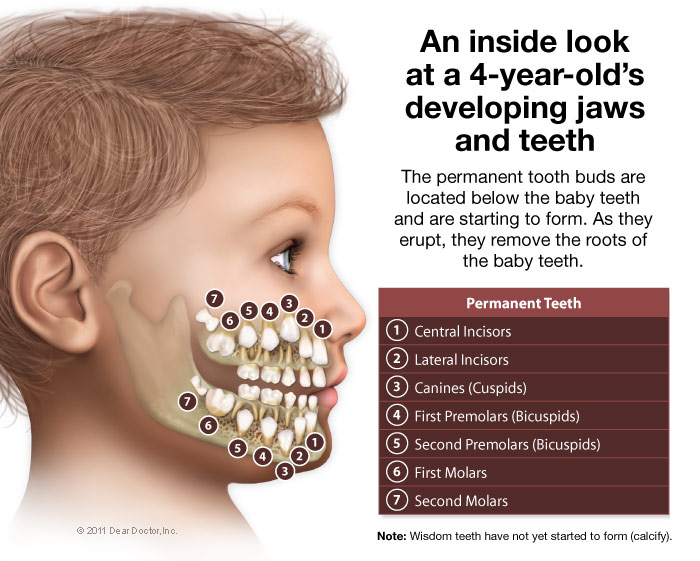 Kids mouth anatomy